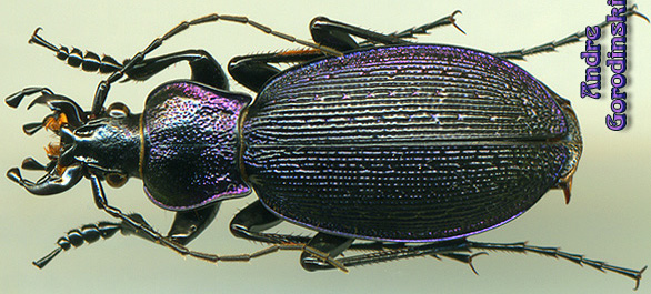 http://www.gorodinski.ru/carabus/Sphodristocarabus adamsi separatus.jpg